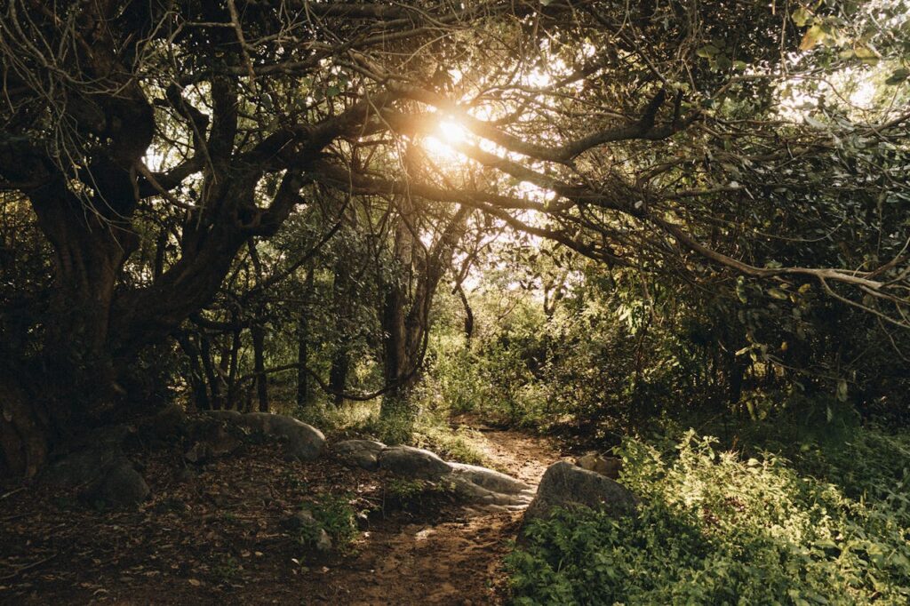 planeta terra mãe gaia floresta